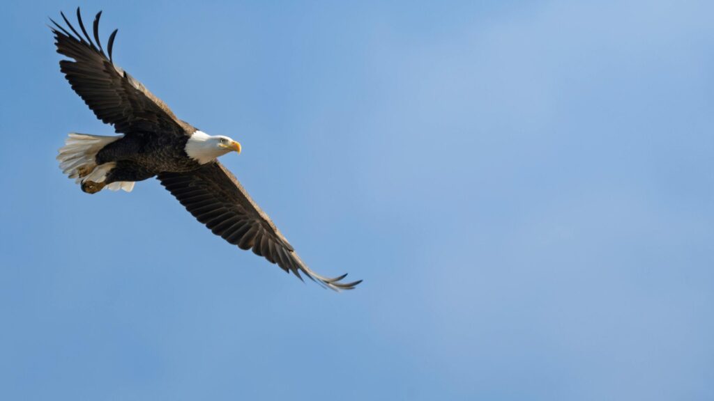 Қазақ тілі: свобода вместо правил